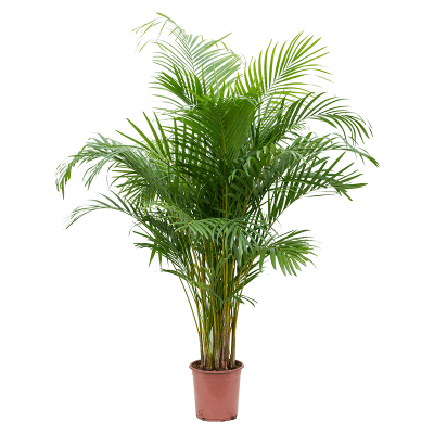 Растение горшечное Арека/Dypsis (Areca) lutescens