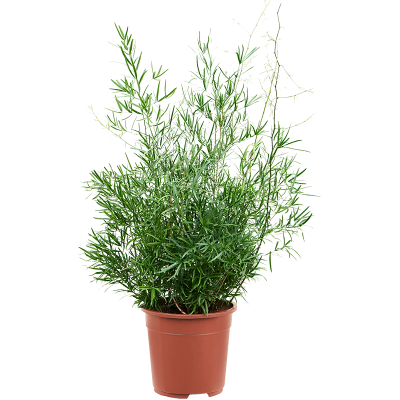 Растение горшечное Аспарагус/Asparagus falcatus