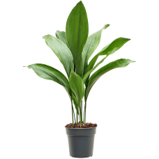 Aspidistra elatior