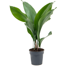 Aspidistra elatior