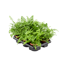 Asplenium dimorphum 'Parvati' 6/tray