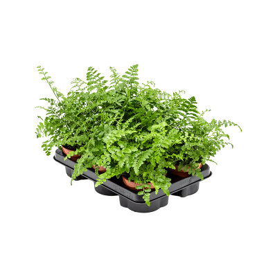 Растение горшечное Асплениум/Asplenium dimorphum 'Parvati' 6/tray