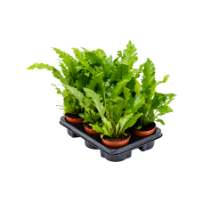 Asplenium nidus 'Campio' 6/tray