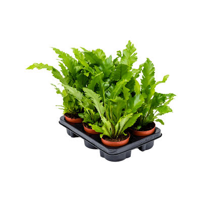 Растение горшечное Асплениум/Asplenium nidus 'Campio' 6/tray