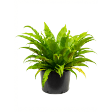 Asplenium antiquum