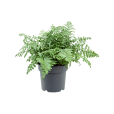 Asplenium dimorphum 'Parvati'