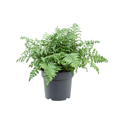 Растение горшечное Асплениум/Asplenium dimorphum 'Parvati'