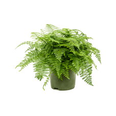 Asplenium dimorphum 'Parvati'