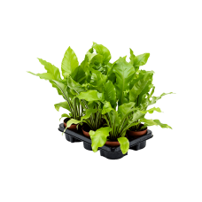 Asplenium nidus 6/tray