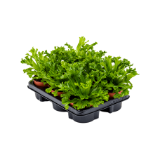 Asplenium antiquum 'Leslie' 6/tray