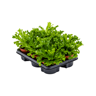 Растение горшечное Асплениум/Asplenium antiquum 'Leslie' 6/tray