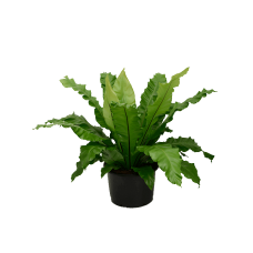 Asplenium nidus