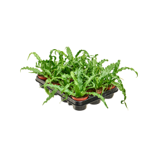 Asplenium antiquum 'Osaka' 12/tray