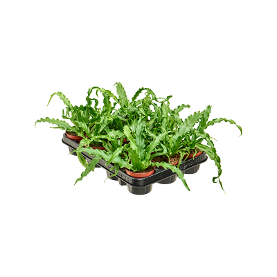 Растение горшечное Асплениум/Asplenium antiquum 'Osaka' 12/tray