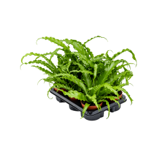 Asplenium antiquum 'Osaka' 6/tray