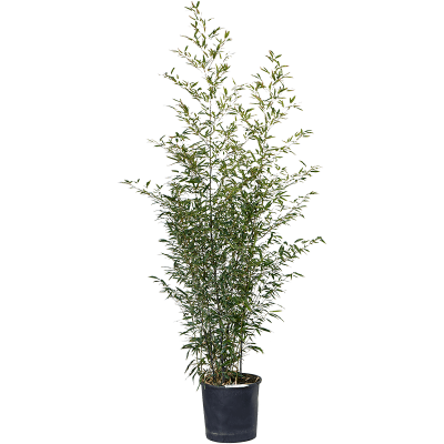 Растение горшечное Бамбук/Phyllostachys nigra