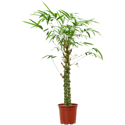 Растение горшечное Баобаб/Bambusa ventricosa