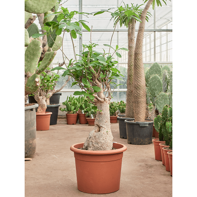 Растение горшечное Баобаб/Baobab (Adonsonia)