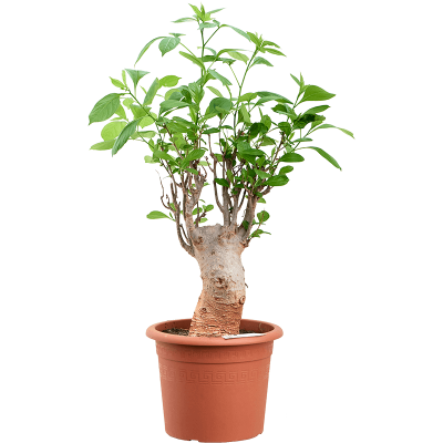 Растение горшечное Баобаб/Baobab (Adonsonia)