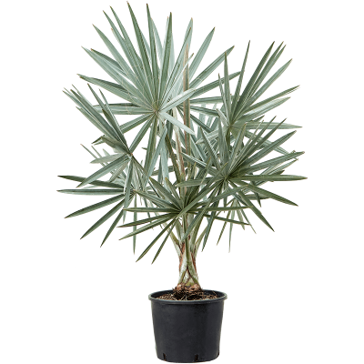 Растение горшечное Бисмаркия/Bismarckia nobilis