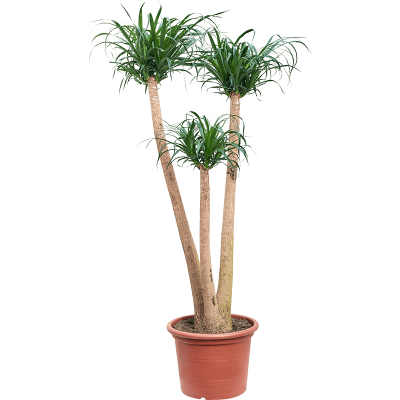 Растение горшечное Бокарнея/Beaucarnea recurvata