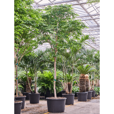 Растение горшечное Булнезия/Bulnesia arborea (450-500)