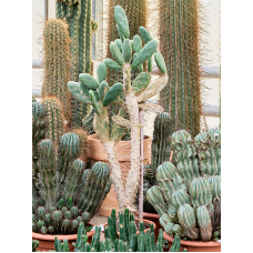 Cylindropuntia leptocaulis