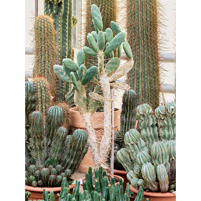 Растение горшечное Кактус/Cylindropuntia leptocaulis