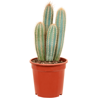 Растение горшечное Кактус/Pilosocereus odilensis