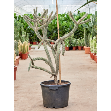 Cylindropuntia spinosior