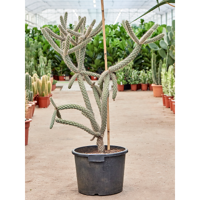 Растение горшечное Кактус/Cylindropuntia spinosior