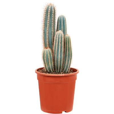 Растение горшечное Кактус/Pilosocereus pachycladus