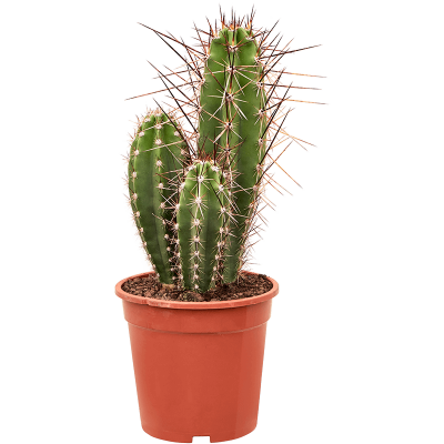 Растение горшечное Кактус/Neoraimondia herzogiana