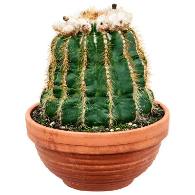 Растение горшечное Кактус/Notocactus warasii