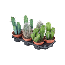 Cactus mischen 6/tray