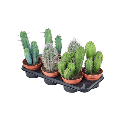 Растение горшечное Кактус/Cactus mischen