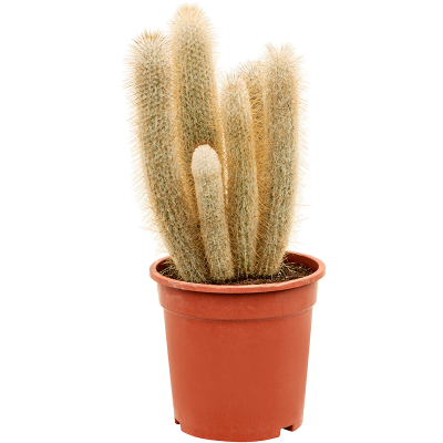 Растение горшечное Кактус/Austrocephalocereus dybowskii