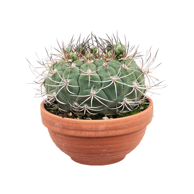 Растение горшечное Кактус/Gymnocalycium saglionis