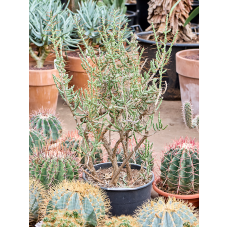 Cylindropuntia leptocaulis