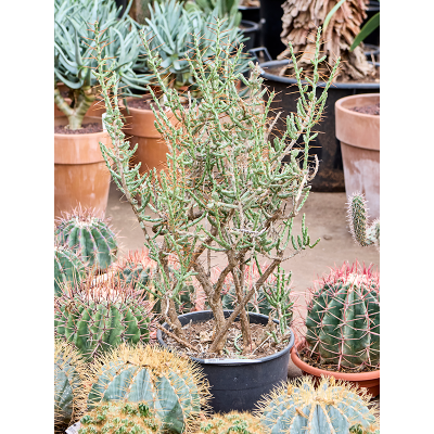 Растение горшечное Кактус/Cylindropuntia leptocaulis