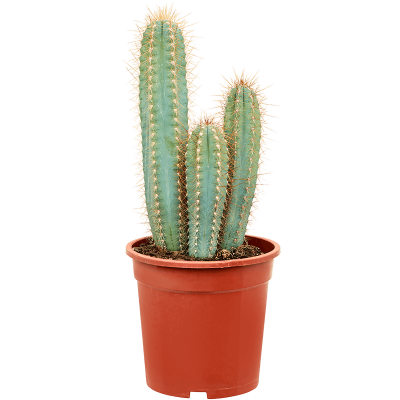 Растение горшечное Кактус/Pilosocereus azureus