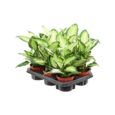Растение горшечное Диффенбахия/Dieffenbachia 'Cool Beauty' 6/tray