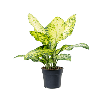 Растение горшечное Диффенбахия/Dieffenbachia seguine 'Banana'