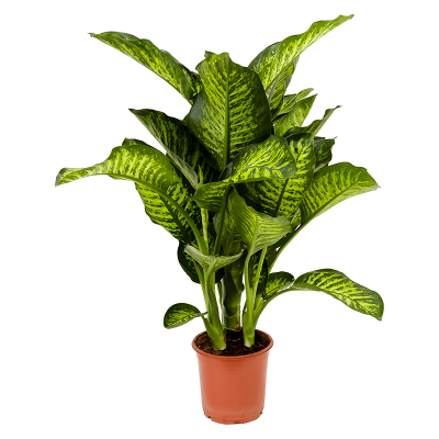 Растение горшечное Диффенбахия/Dieffenbachia seguine 'Maroba'