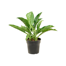 Dieffenbachia 'Crocodile'