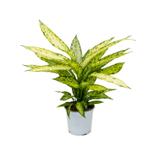 Dieffenbachia 'Vesuvius'