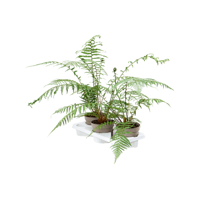 Растение горшечное Диксония/Dicksonia antarctica 3/tray