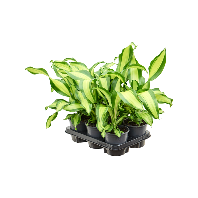 Растение горшечное Драцена/Dracaena fragrans 'Charley' 6/tay