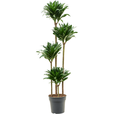 Растение горшечное Драцена/Dracaena fragrans 'Compacta'