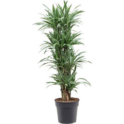 Растение горшечное Драцена/Dracaena deremensis 'Warneckei'